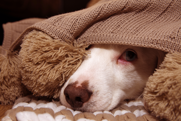 image for The Noisy Season is Back: Helping Pets Cope with Noise, Storm, and Firework Phobias